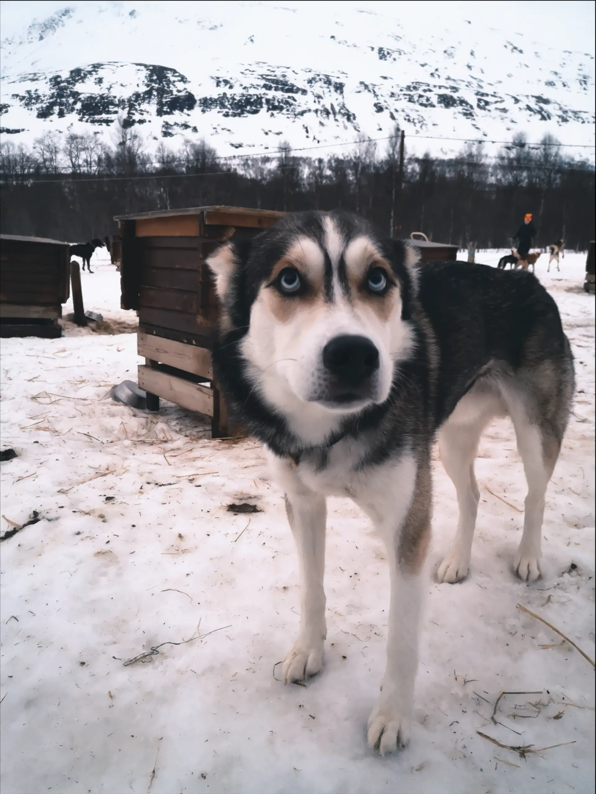 Husky Safari Tamokdalen